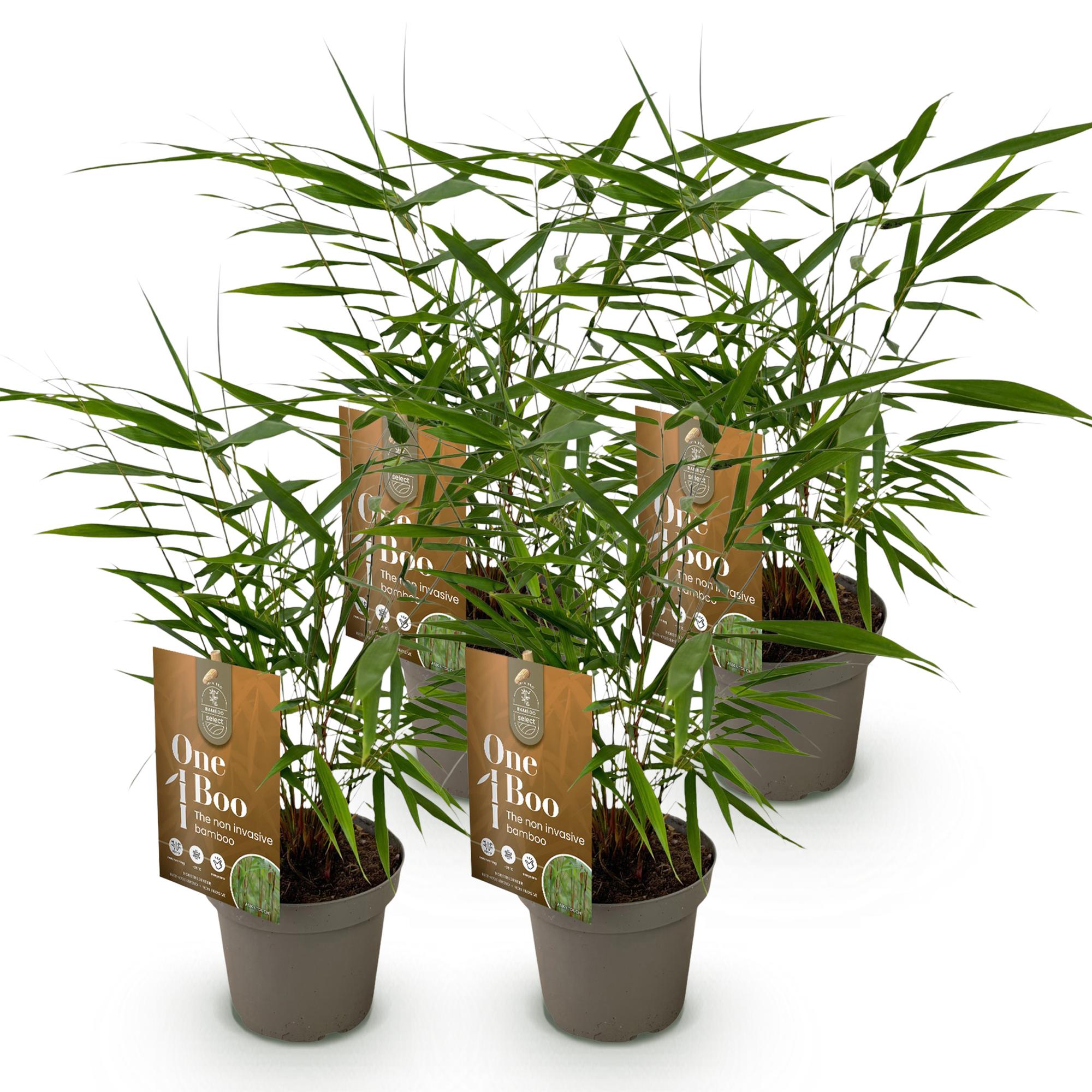 Fargesia Asian Wonder - Niet Woekerende Bamboe - Bladhoudend - Groen - 4 Planten - Pot 14 cm - Hoogte 35 cm
