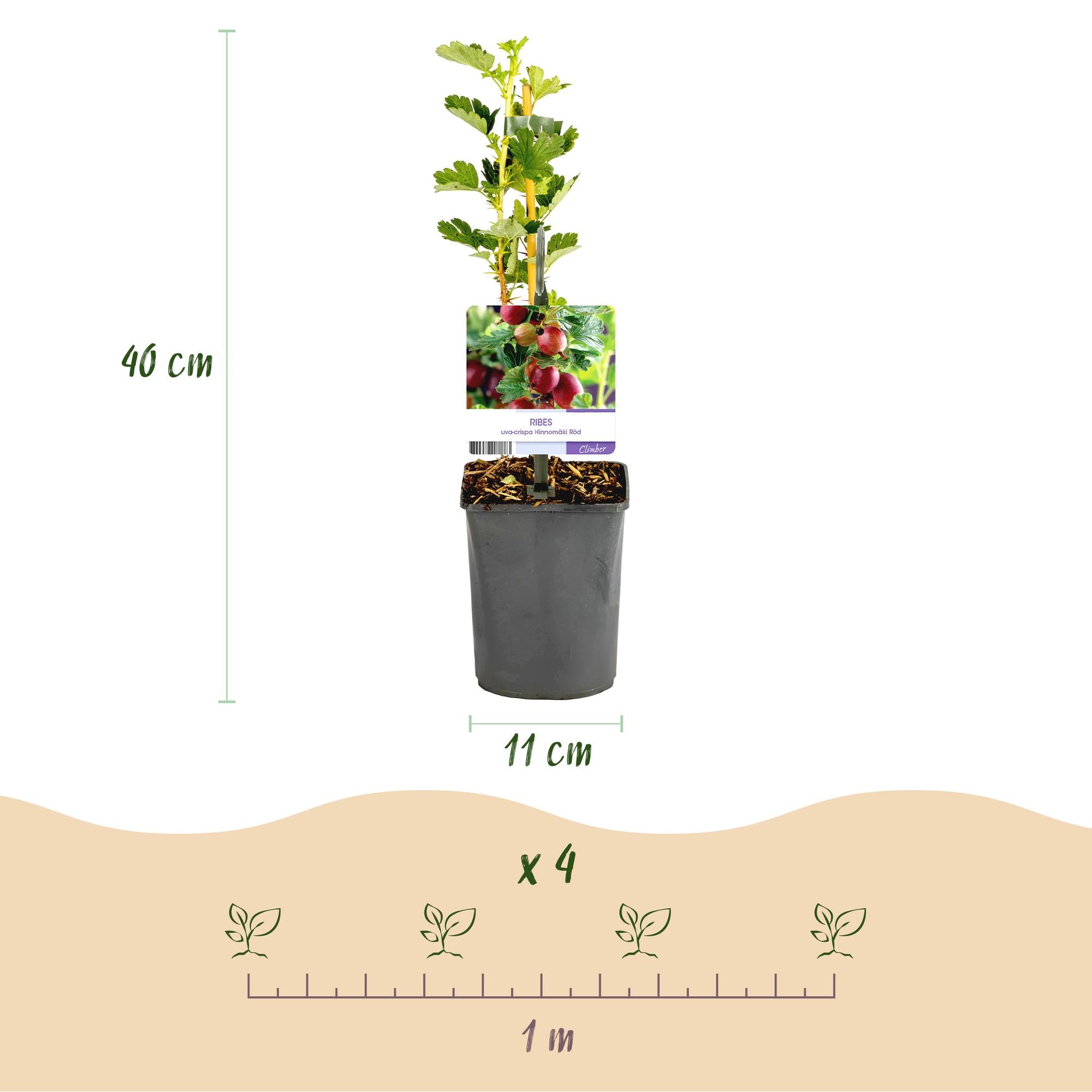 Green boutiQ - Pianta da frutto - Uva spina - Ribes uva-crispa Hinnomäki Röd - Ribes rosso - 2 piante - Vaso 11 cm Altezza 40 cm