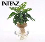 Monstera Adansonii in konvexem Glas mit Klickverschluss – Ø 12 cm – ↕ 25 cm