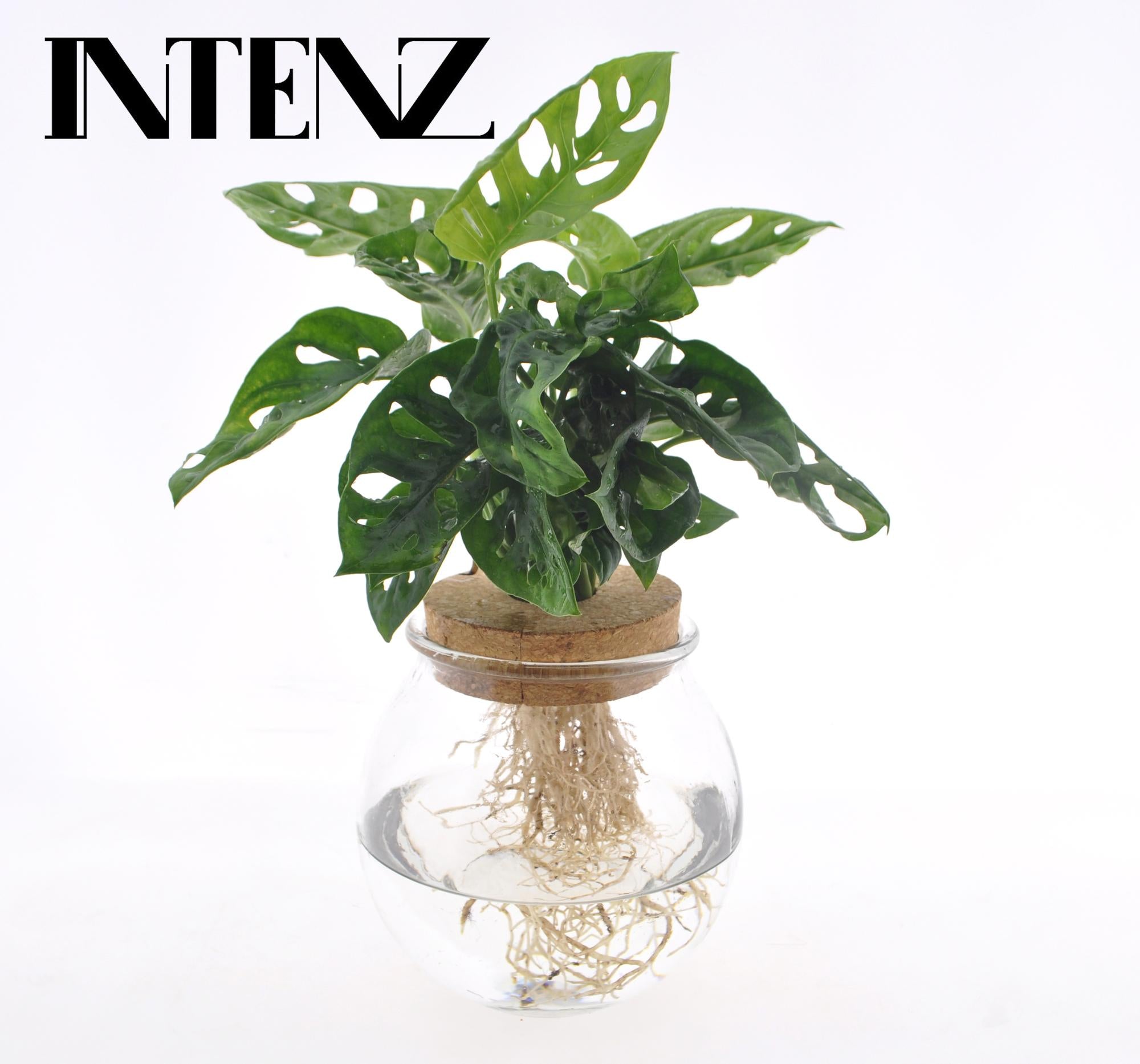 Monstera Adansonii in konvexem Glas mit Klickverschluss – Ø 12 cm – ↕ 25 cm