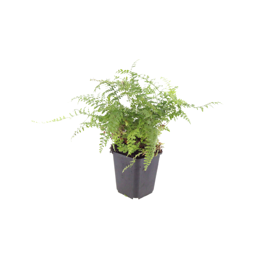 6x Polystichum set. 'Herrenhausen'- ↕10-25cm - Ø9cm