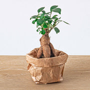 Bonsaï Ficus Ginseng - Microcarpa - Pot de Ø 6 cm