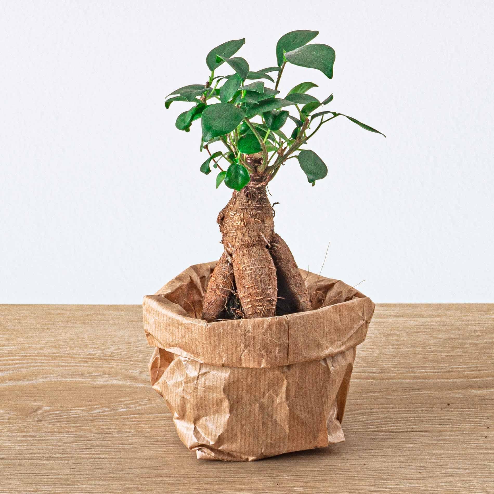 Bonsaï Ficus Ginseng - Microcarpa - Pot de Ø 6 cm