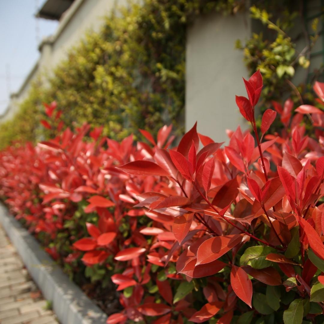 Große Glanzmispelpflanzen für eine 10 Meter lange Hecke | - 12L - 20x | ↨ 125-150 cm - Carré Rouge