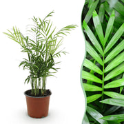 Chamaedorea elegans - Goudpalm - Huisdiervriendelijke Plant - Groen - 1 Plant - Pot 12cm - Hoogte 15cm