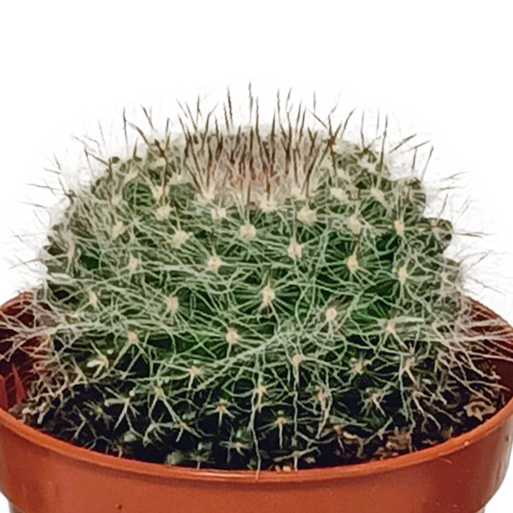Cactus mix 5.5 cm - 10x - without pot