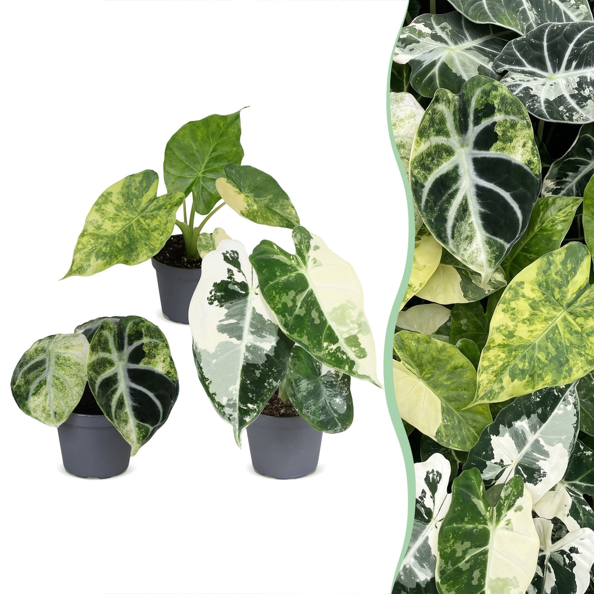 Baby Alocasia Tricolour Variegata 3x - Groen - Zwart - Variegata - Tropisch - Ø6cm - ↕5-15cm