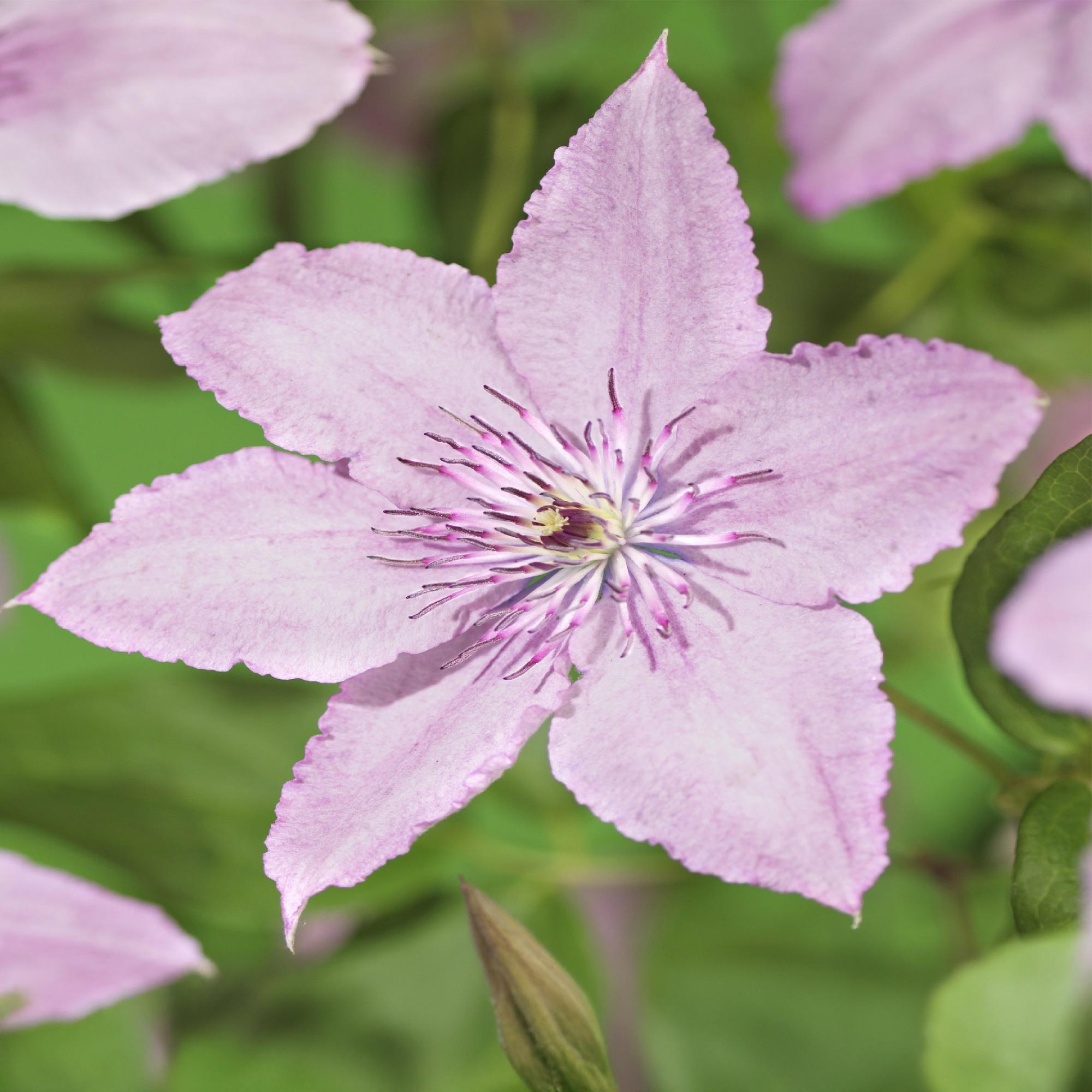 Clematis Hagley Hybrid - Bloem Roze - Weinig onderhoud -2 planten -  Pot 11cm Hoogte 40cm