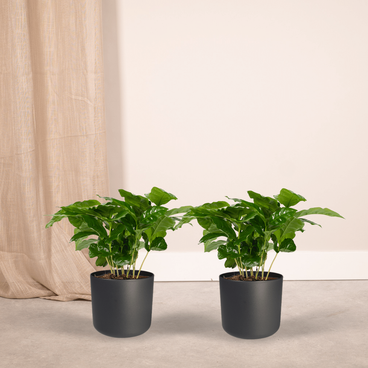 Coffea Arabica (Pianta del caffè) - 2 pezzi - Ø12cm - ↕25cm