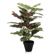 Calathea in vaso - altezza 65 cm - Pianta artificiale