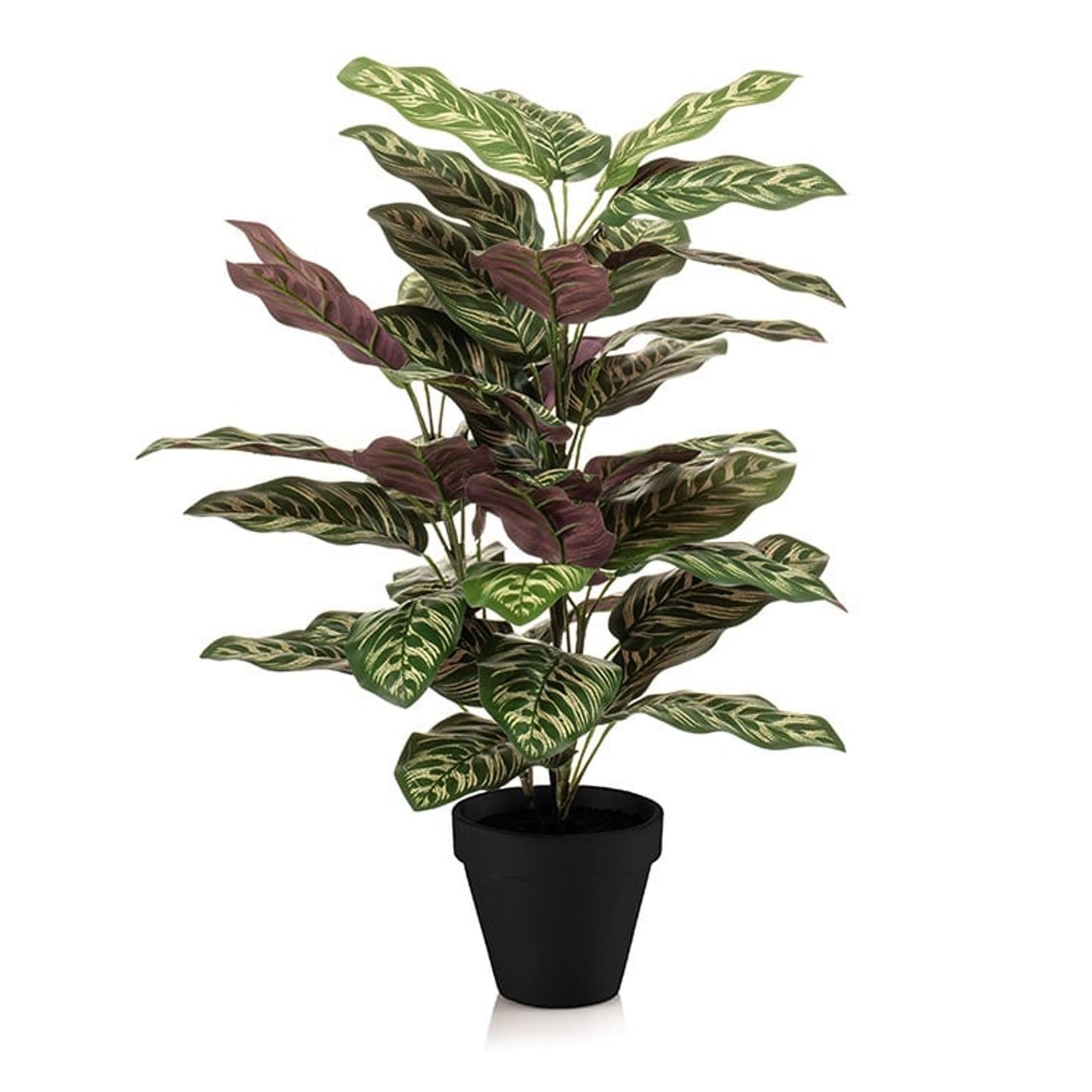 Calathea in vaso - altezza 65 cm - Pianta artificiale