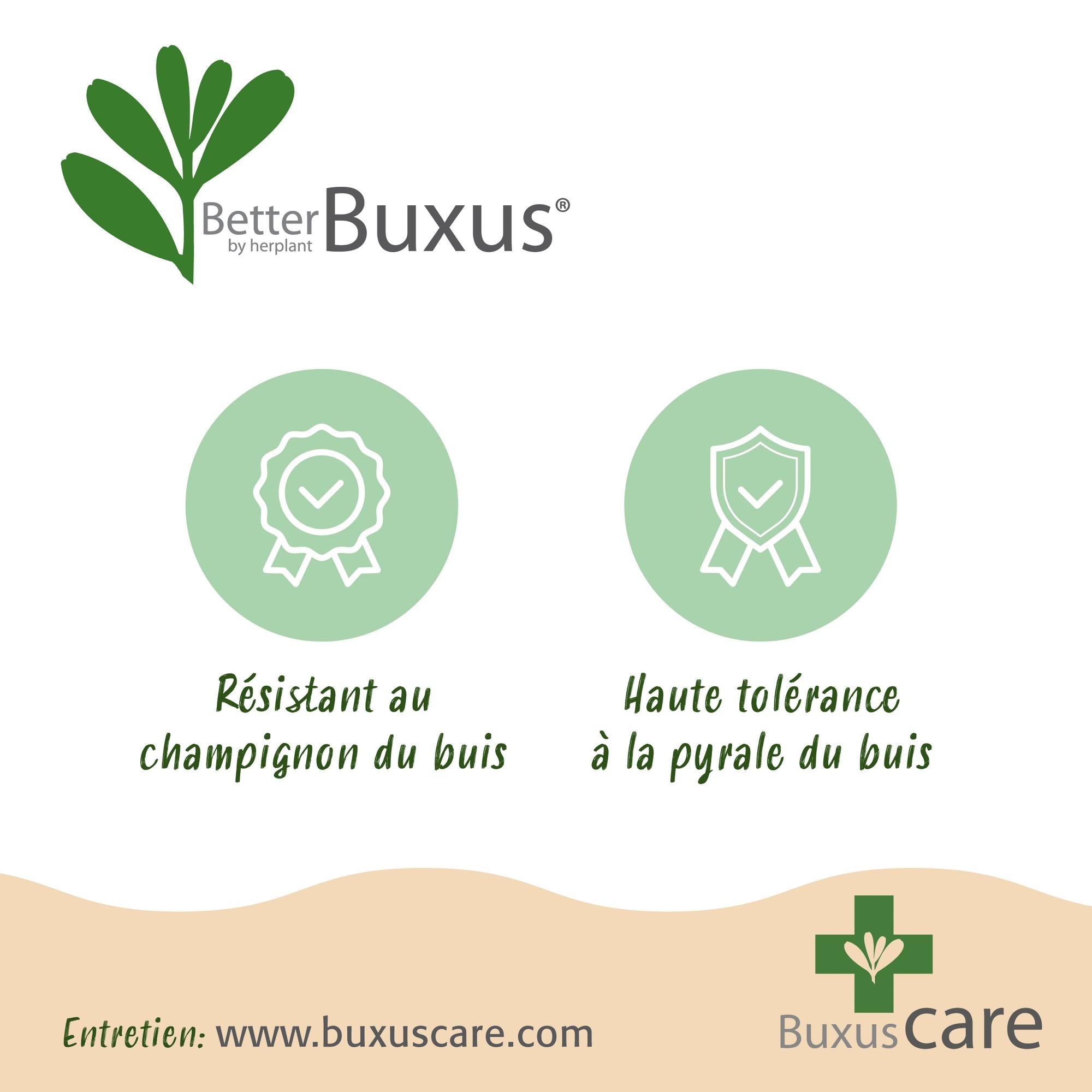 Buxus Haag - BetterBuxus Babylon Beauty - Resistant tegen de Buxus schimmel - 4 planten - 1 strekkende meter - pot 19cm hoogte 50-55