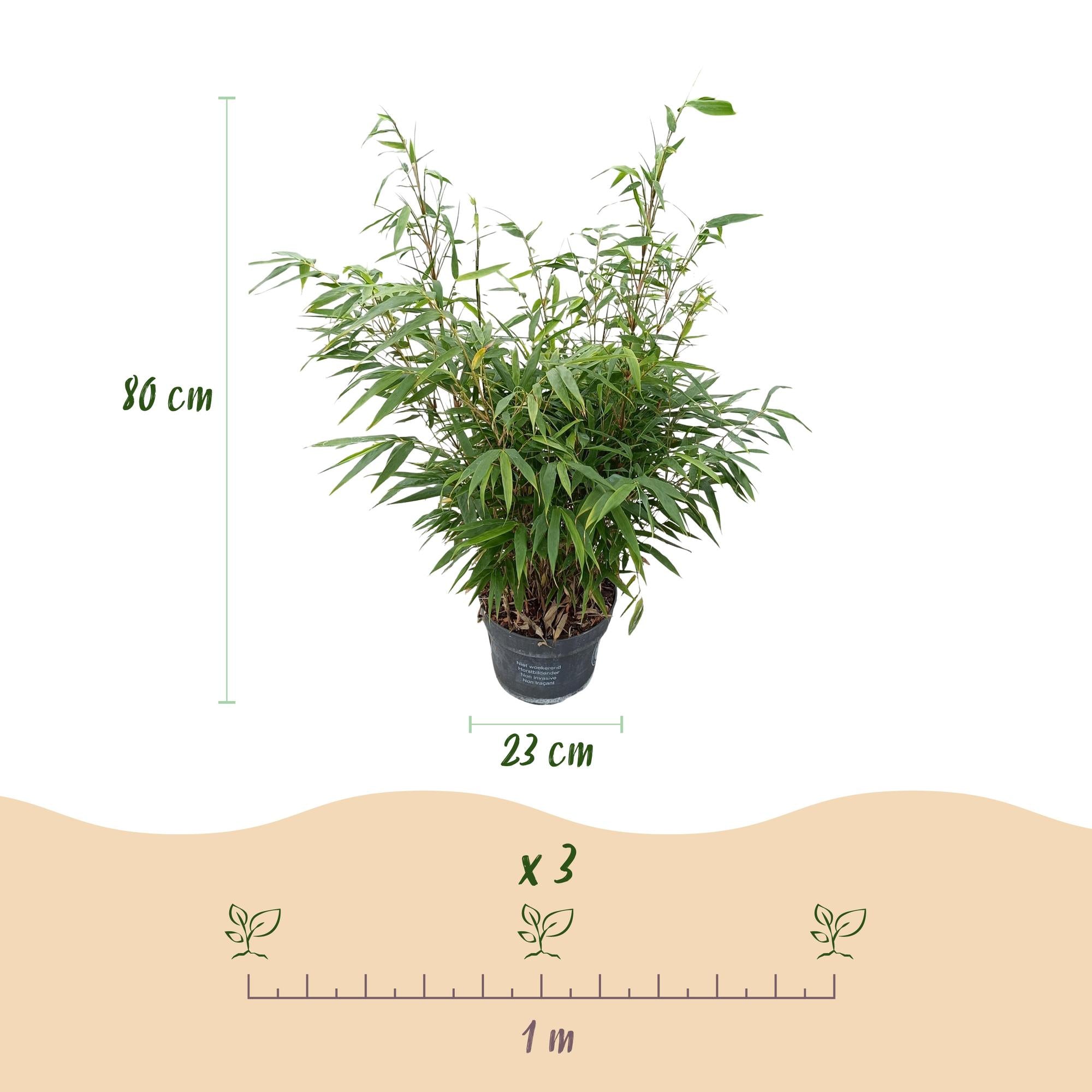 Fargesia robusta Pingwu - Niet Woekerende Bamboe - Bladhoudend - Groen - 1 Plant - Pot 23 cm - Hoogte 80 cm