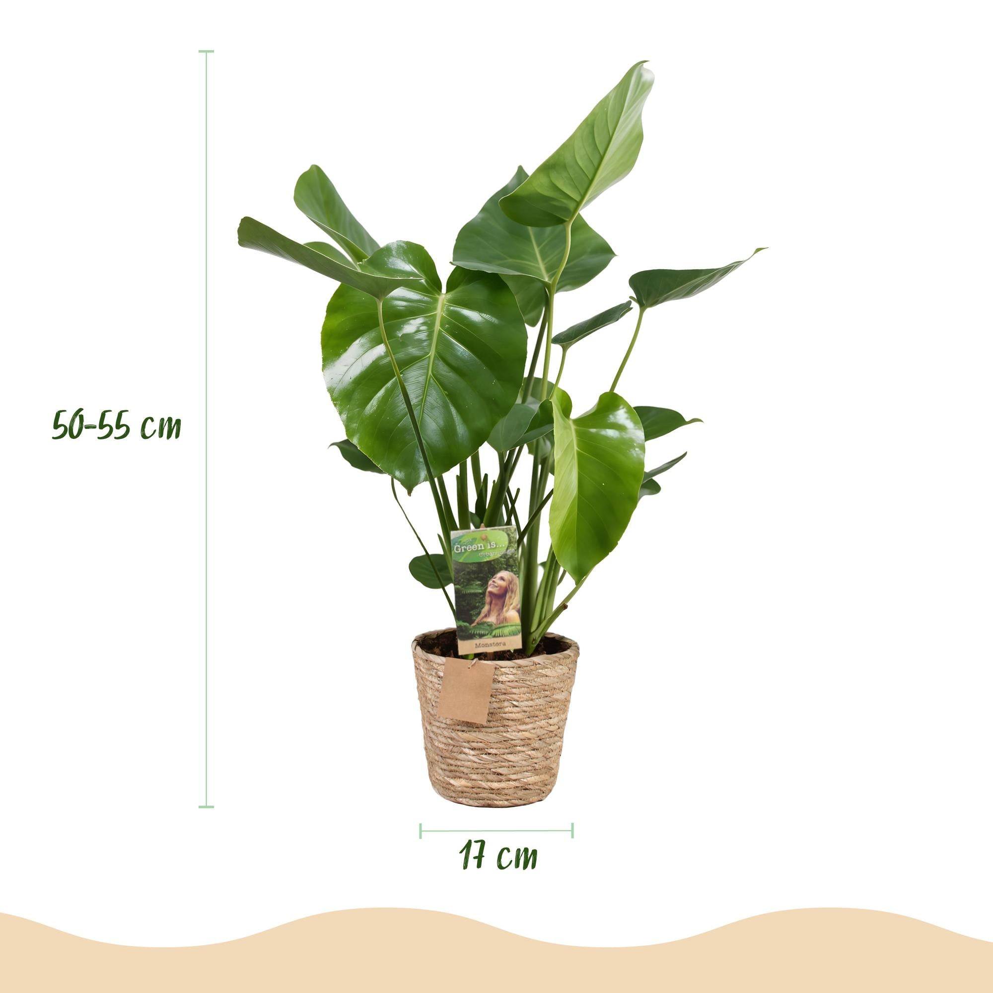 Monstera Deliciosa - Gatenplant - met mand - Pot 17cm - Hoogte 50-55cm 2x
