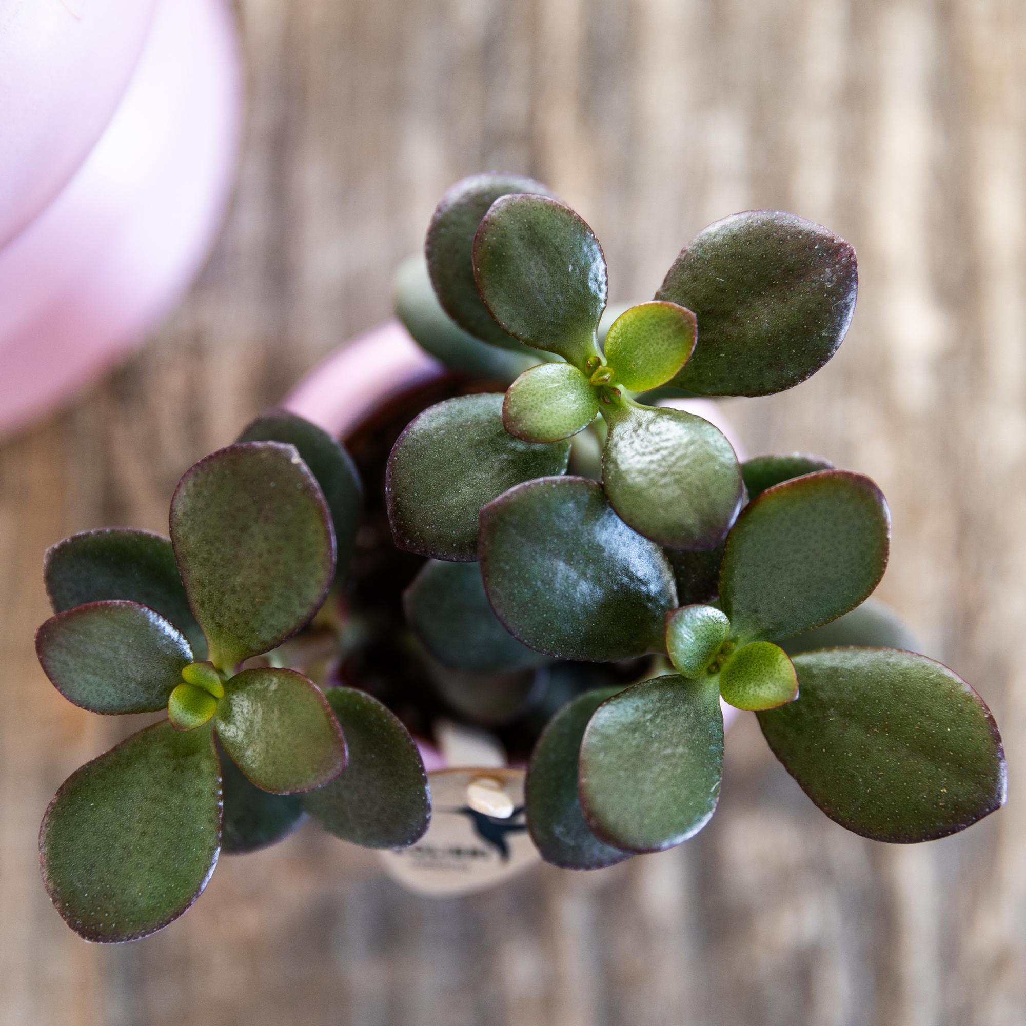 Kolibri Greens | Groene plant - Succulent Crassula Minor potmaat Ø6cm | groene kamerplant - vers van de kweker