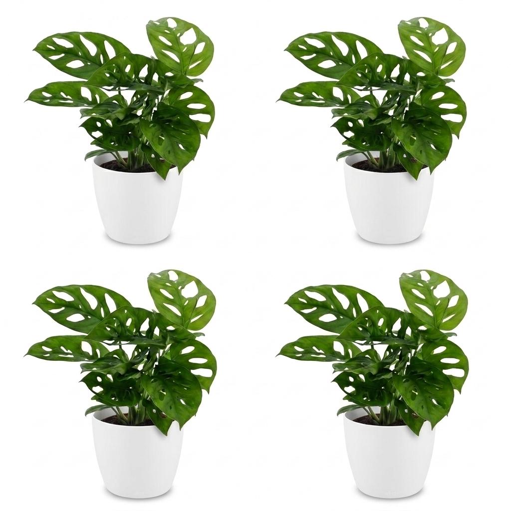 Monstera Adansonii - Rhaphidophora Tetrasperma - 4 Planten - met Potter Wit - Pot 12cm - Hoogte - 25cm