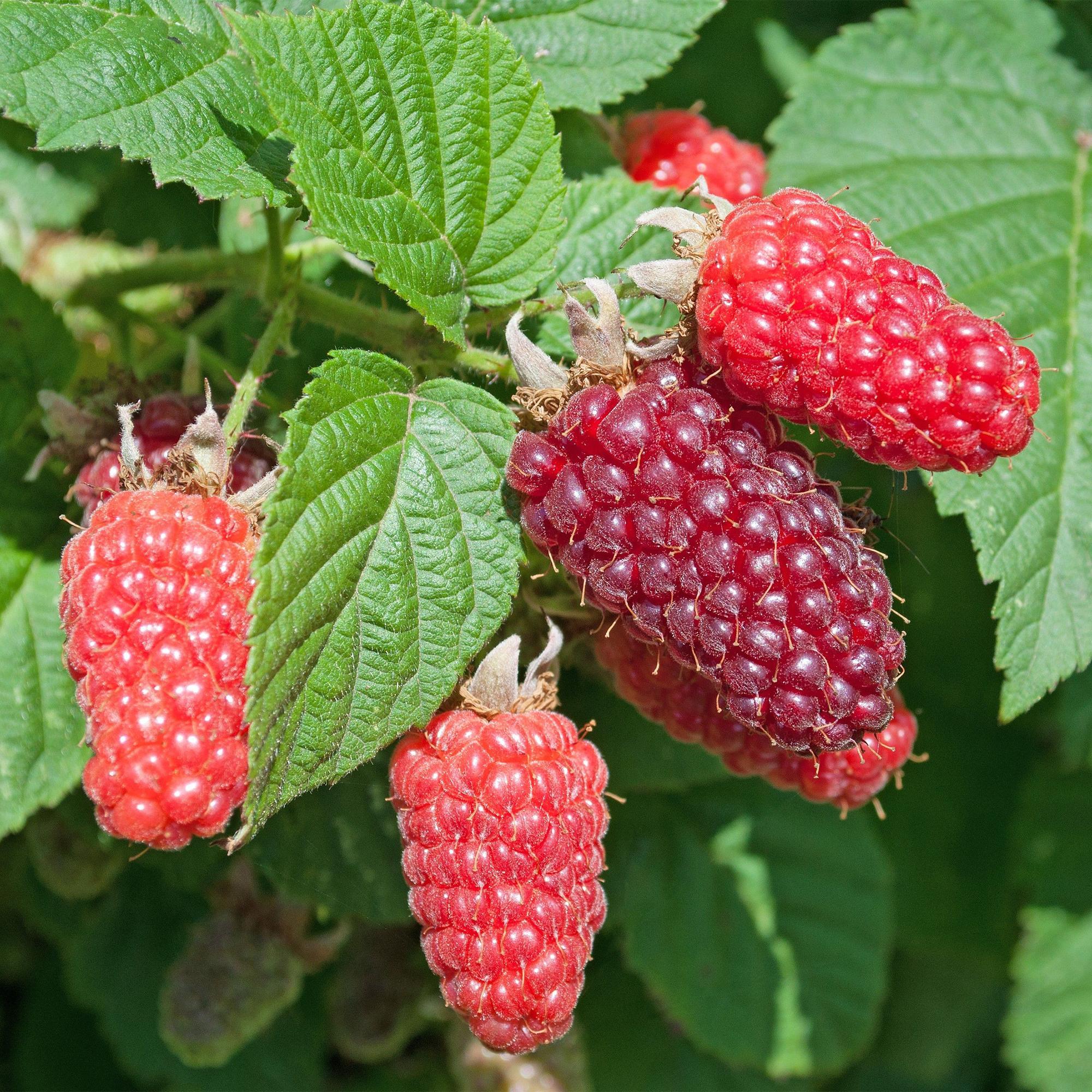 Rubus log. Tayberry - Braamboos - Winterhard - Paarse Framboos - 2 Planten - Pot 15cm - Hoogte 50cm