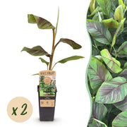 Japanse vezelbanaan - Musa Ever Red - Winterhard - 2 planten - Pot 15cm Hoogte 50cm