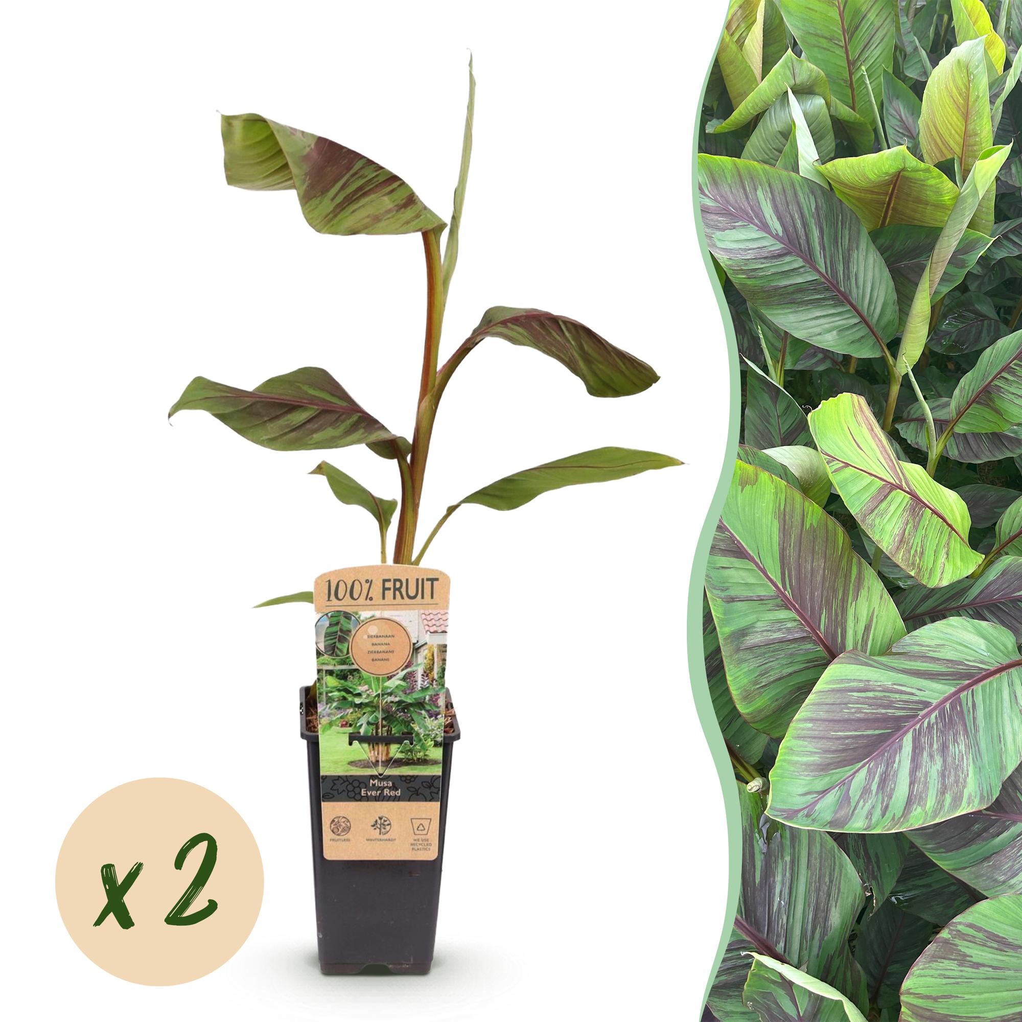 Japanse vezelbanaan - Musa Ever Red - Winterhard - 2 planten - Pot 15cm Hoogte 50cm
