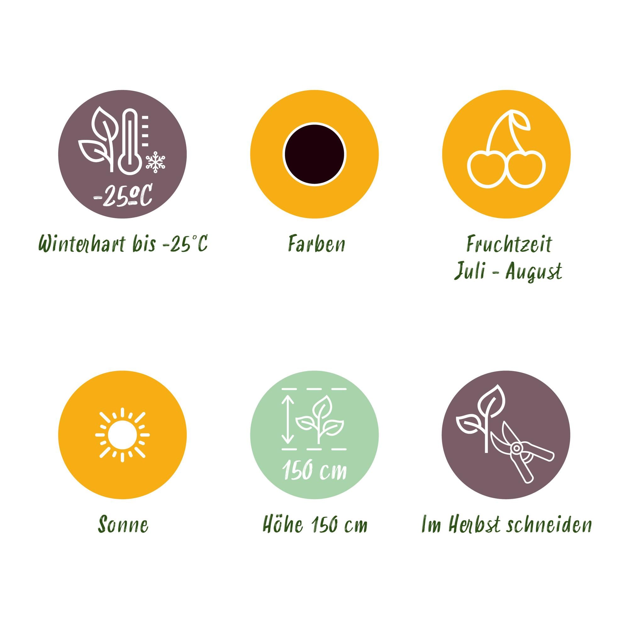 Jostabes - Ribes Jostabes - Winterhard - 6 Planten - Pot 9 cm - Zwarte Bes