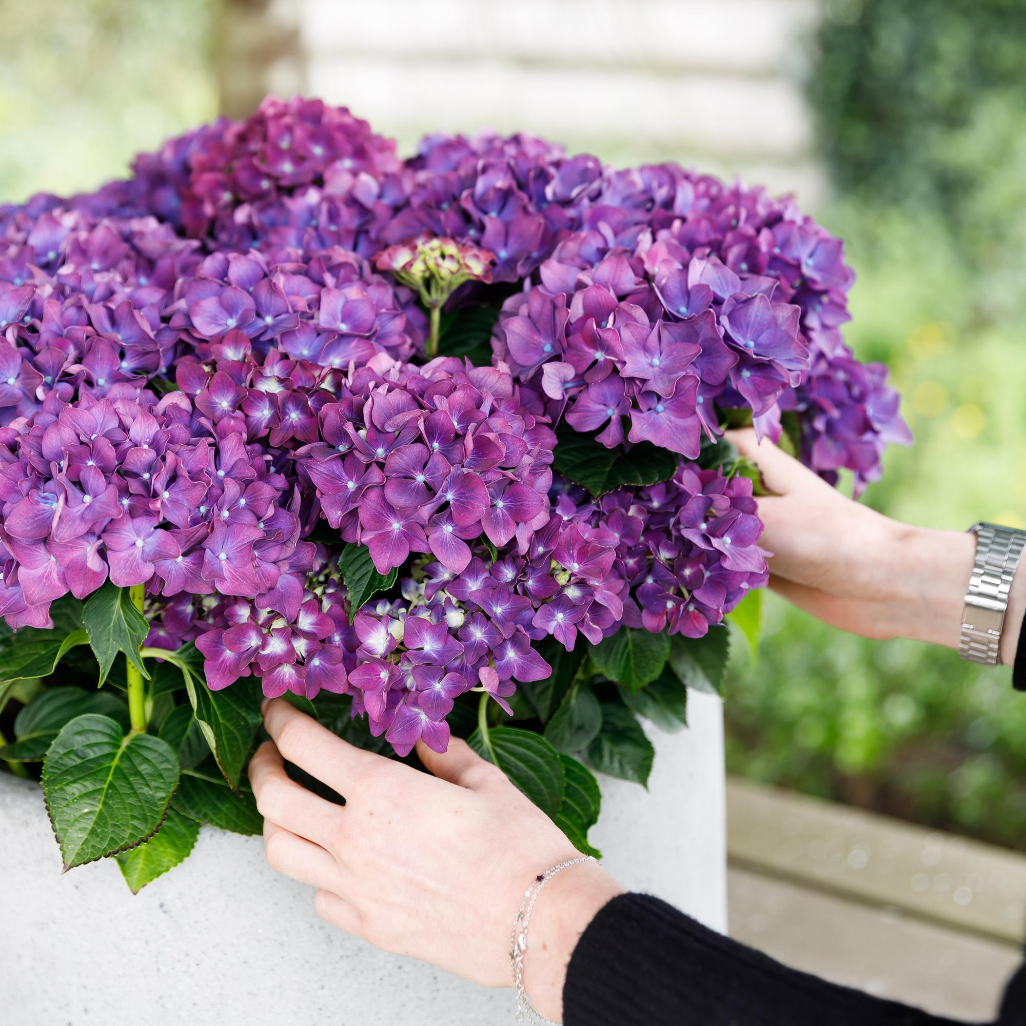 Green boutiQ - Pianta da patio - Ortensia - Hydrangea Forever & Ever - Viola - 7-12 fiori - Vaso 23 cm Altezza 55 cm