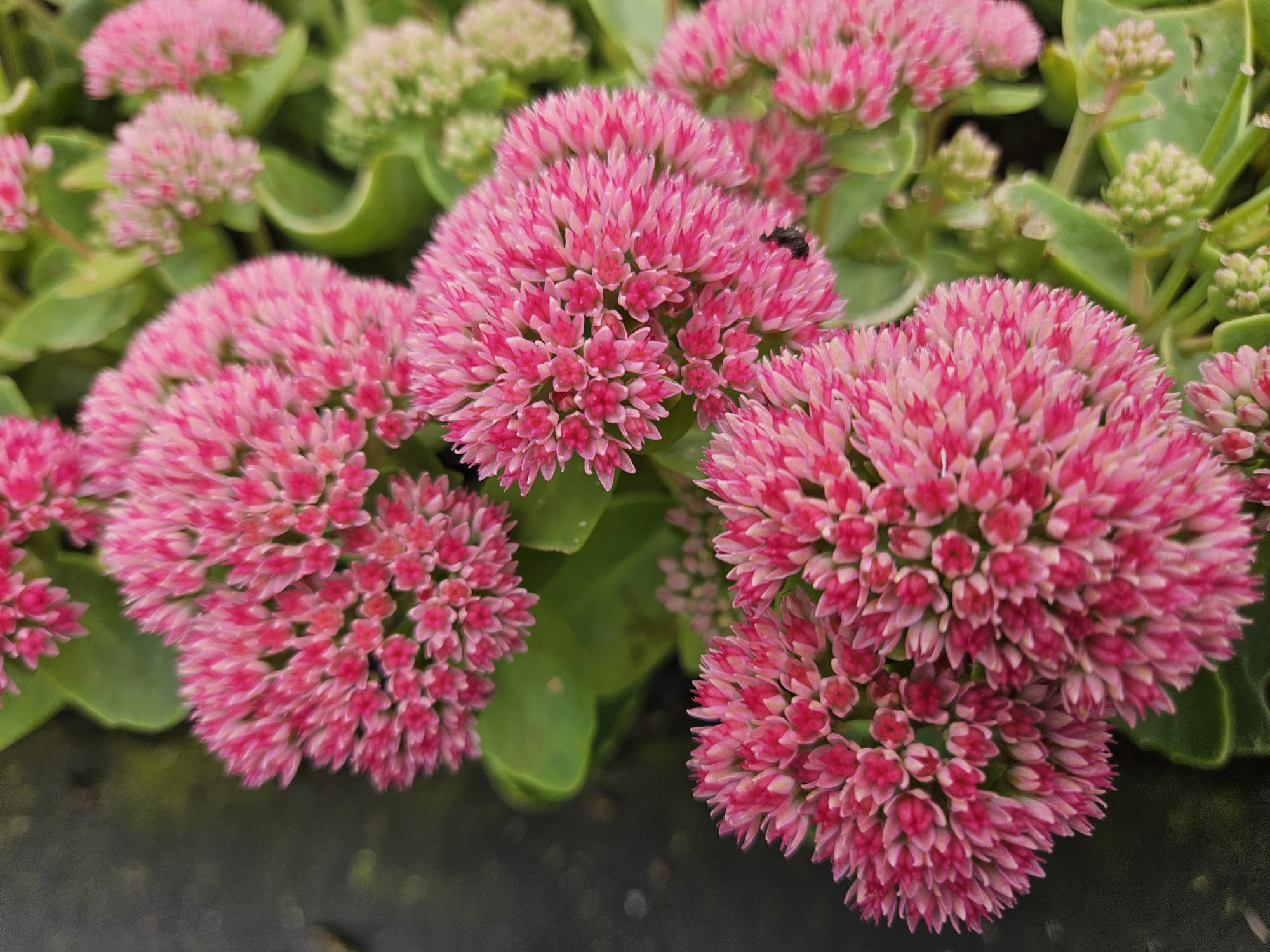 60 Sedum 'Herbstfreude' - ↕10-25cm - Ø9cm