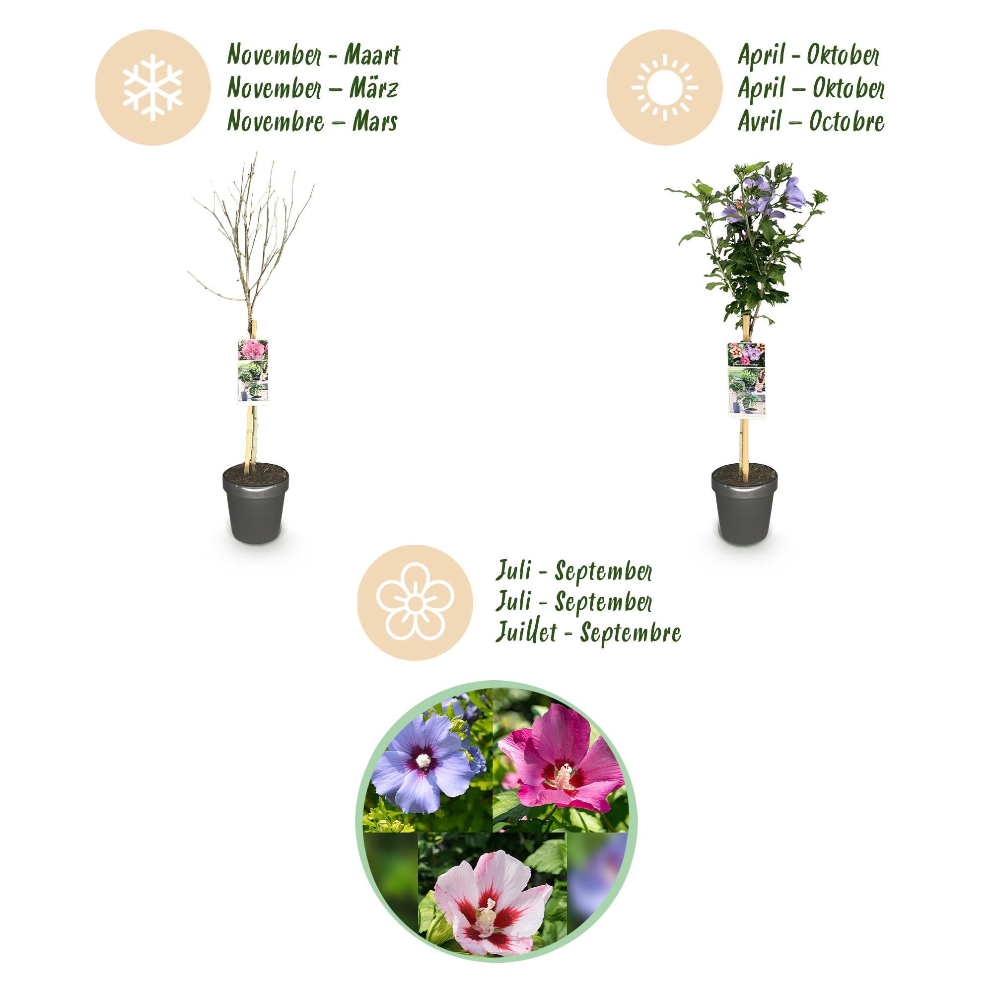 Hibiscus syriacus Tricolour  - Terras Plant - Bladverliezend - Winterhard - Witte, Roze, Paarse Bloem - Pot 19cm Hoogte 90cm
