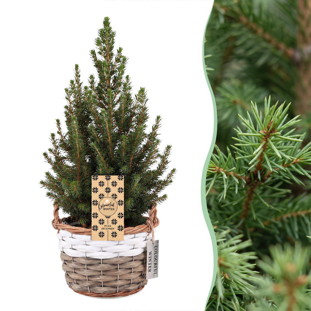 Picea glauca Conica - 2x Kegelspar - Groen - Kerstboom - incl. mand - Ø17cm - ↕65cm