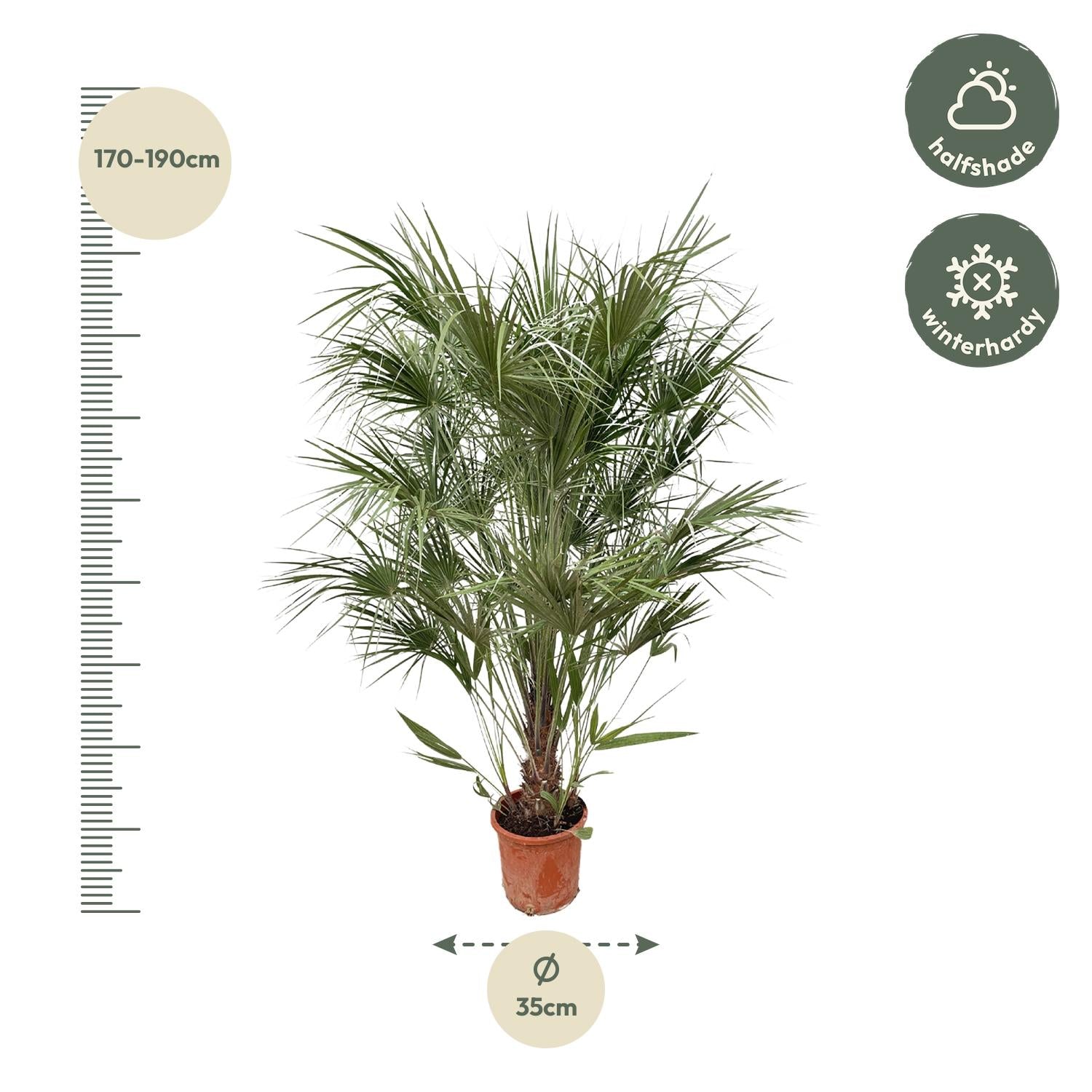 Chamaerops Humilis Strauch - 170 cm - Ø30