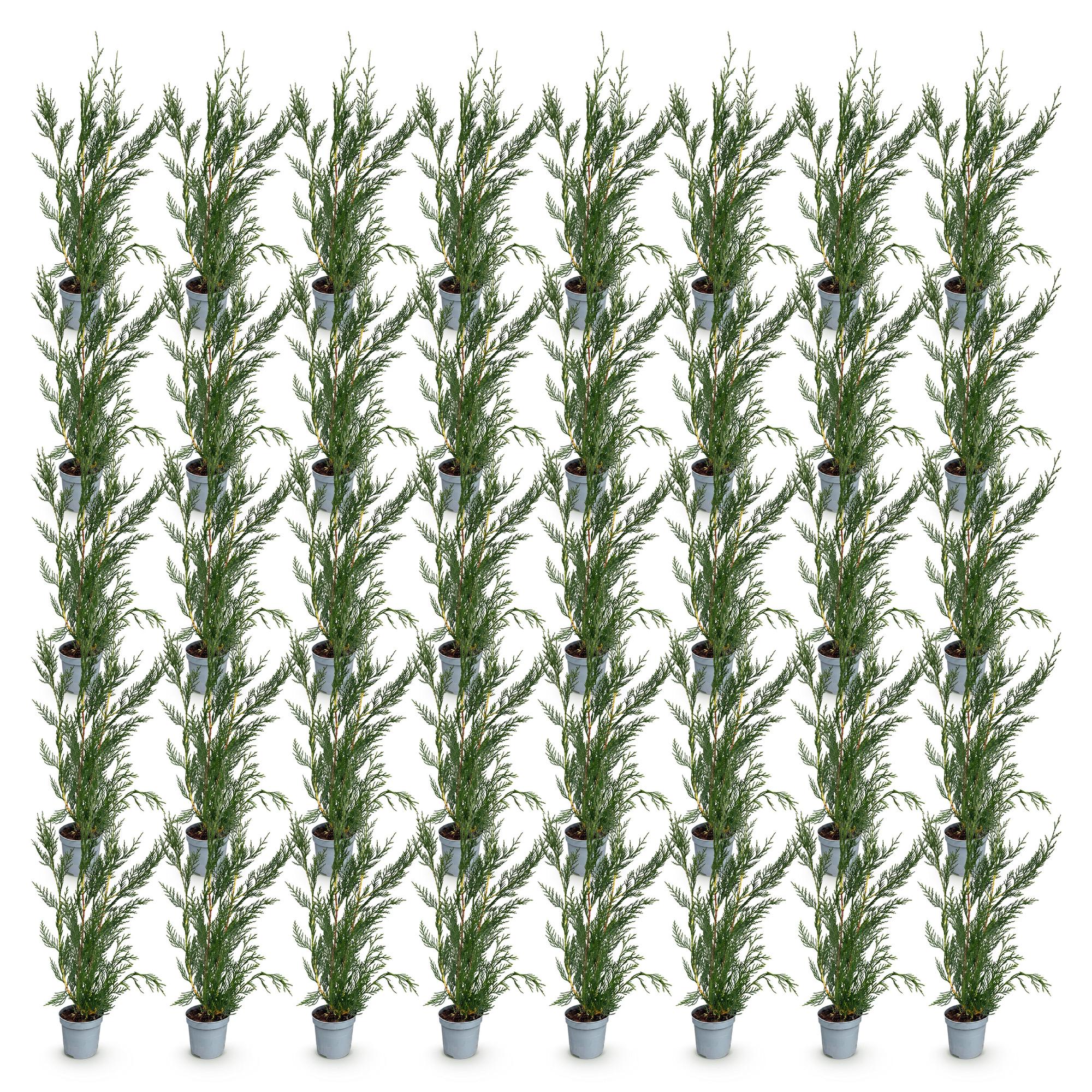 Cupressocyparis leylandii 2011 - Leylandii 40x - Haagplanten - Groenblijvend - Groen - Pot 9cm - Hoogte 30-40cm