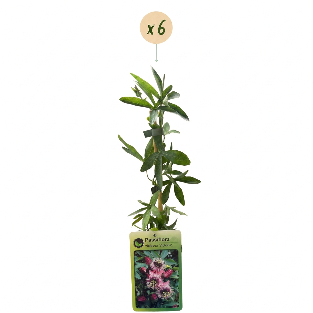 Passiflora Victoria - Passiflora Victoria 6x - Rood - Roze - Klimplant - Ø9cm - ↕35cm