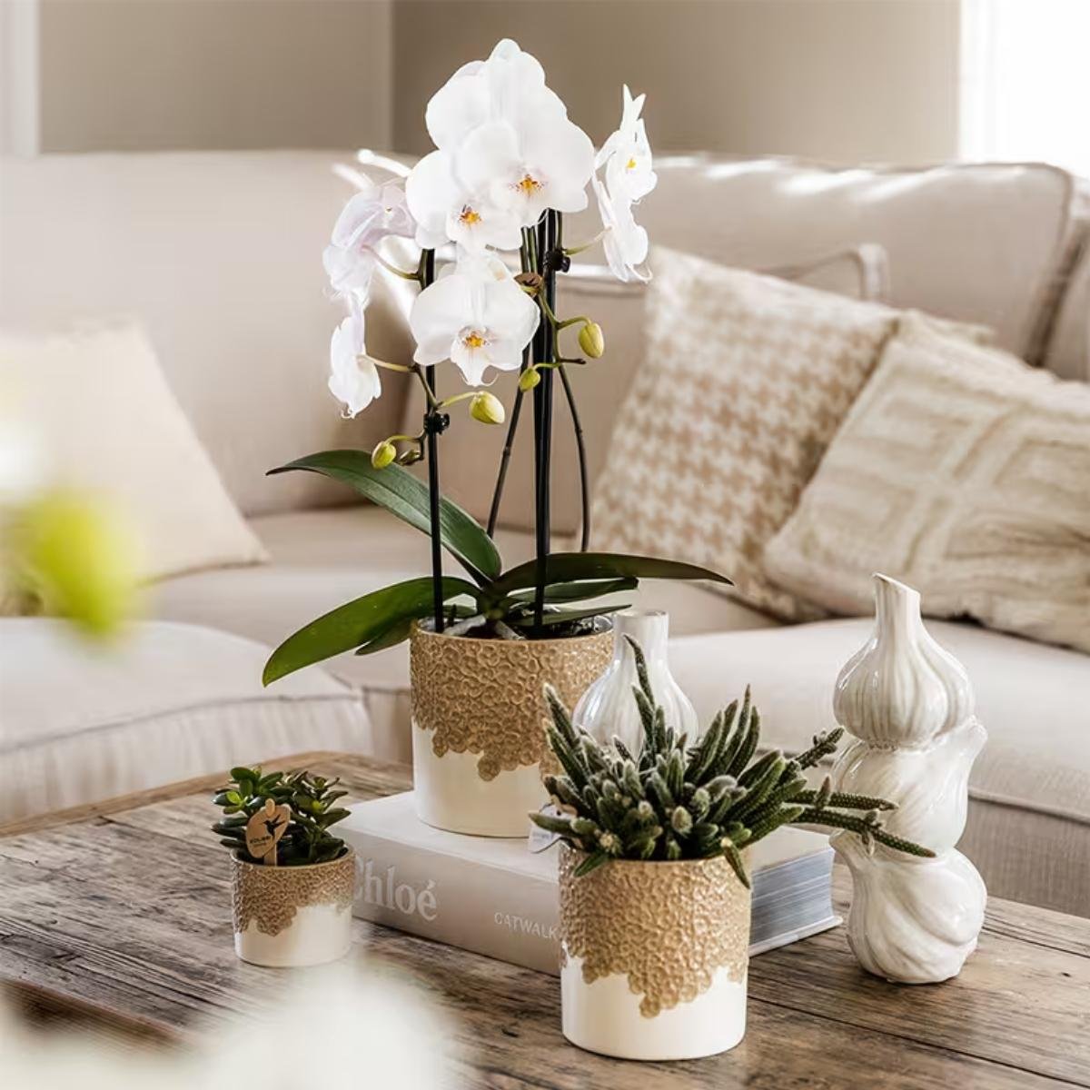 Kolibri Orchids | Combi Deal - 4 Witte Phalaenopsis Orchideeën Niagara Fall White - Ø12 cm