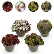 Sempervivum Big Sam - 4 Planten - Diversen kleuren - Weinig Onderhoud - Pot 14 Hoogte 17
