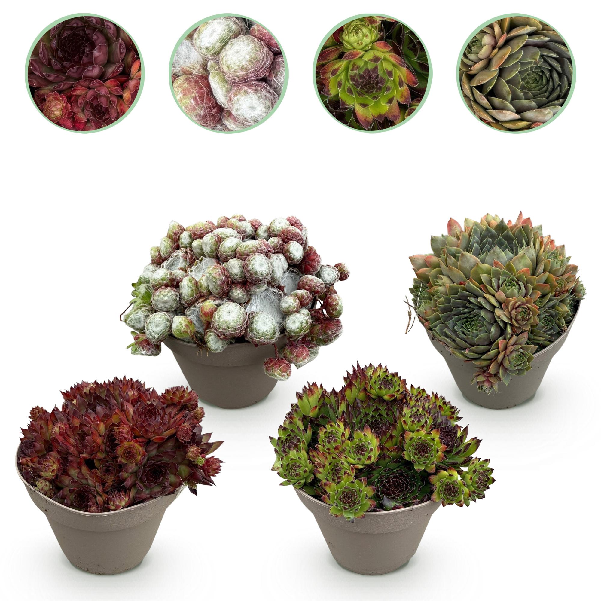 Sempervivum Big Sam - 4 Planten - Diversen kleuren - Weinig Onderhoud - Pot 14 Hoogte 17