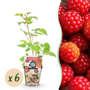 Japanse Wijnbes - Rubus Phoenicolasius - Winterhard - 6 Planten - Pot 9 cm - Rode Bes