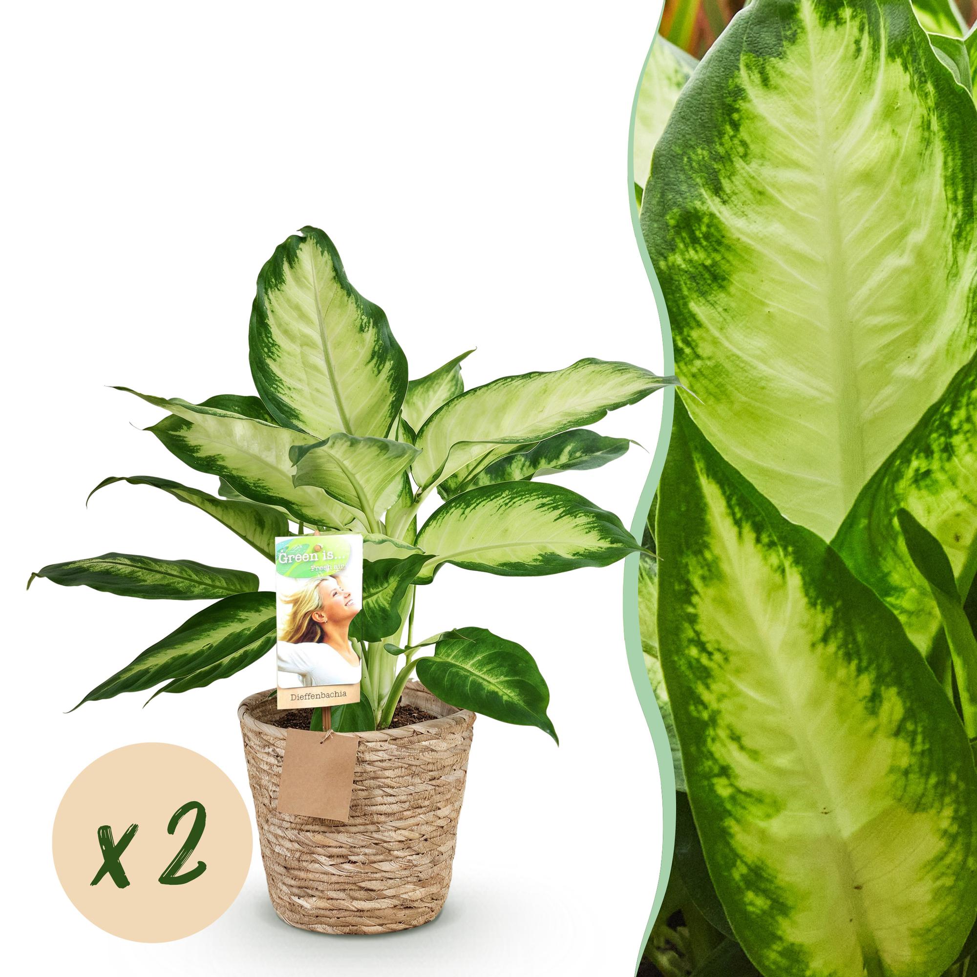 Diefenbachia Camilla - Weinig onderhoud - met mand - Groen - 2 Planten - Pot 17cm - Hoogte 45-50cm