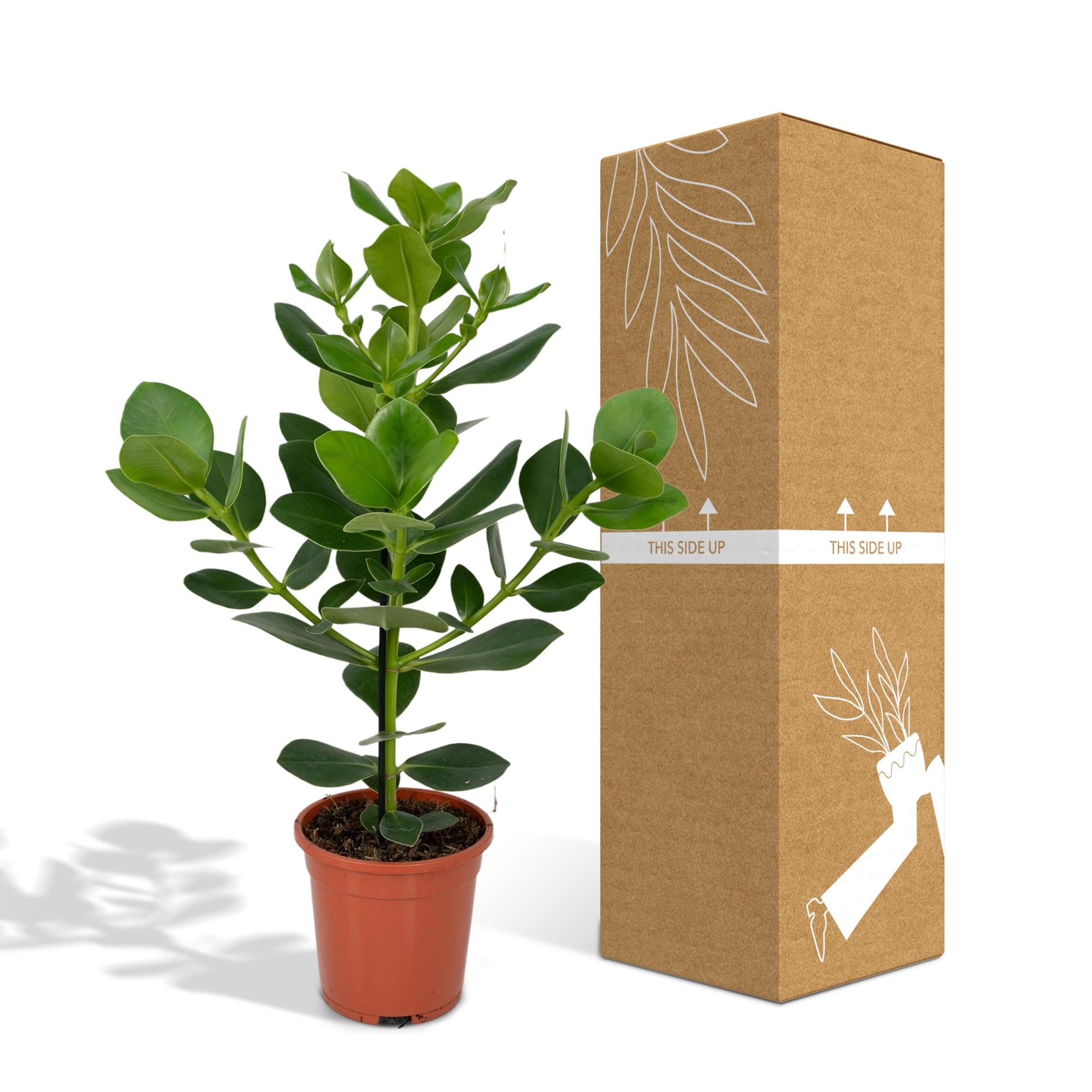 Clusia Rosea Princesa - Ø17cm - ↕60cm
