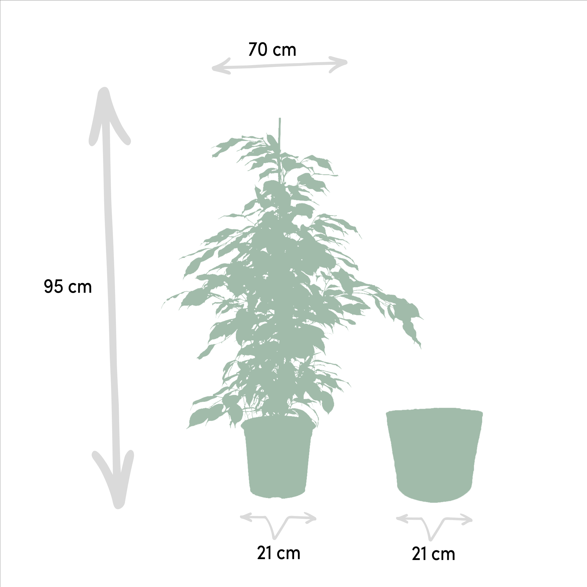 Ficus Benjamina Danielle - Ø21cm - ↕95cm + Ficus Benjamina Twilight - Ø21cm - ↕95cm + Ficus Microcarpa Moclame - Ø21cm - ↕95cm + Basket Igmar