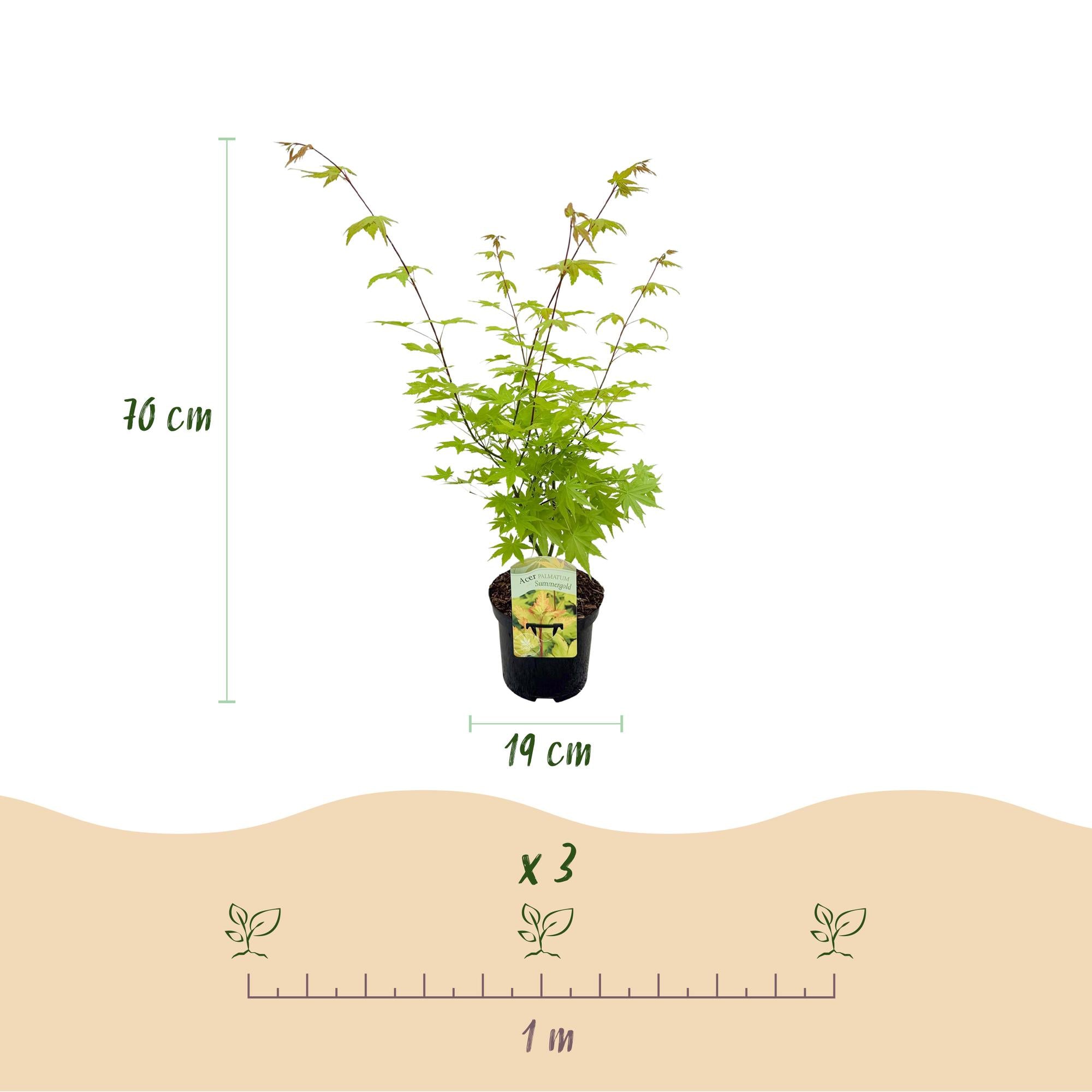 Japanse Esdoorn - Acer palmatum Summergold - Geel - 1 Plant - Bladverliezend - Pot 19cm Hoogte 70cm