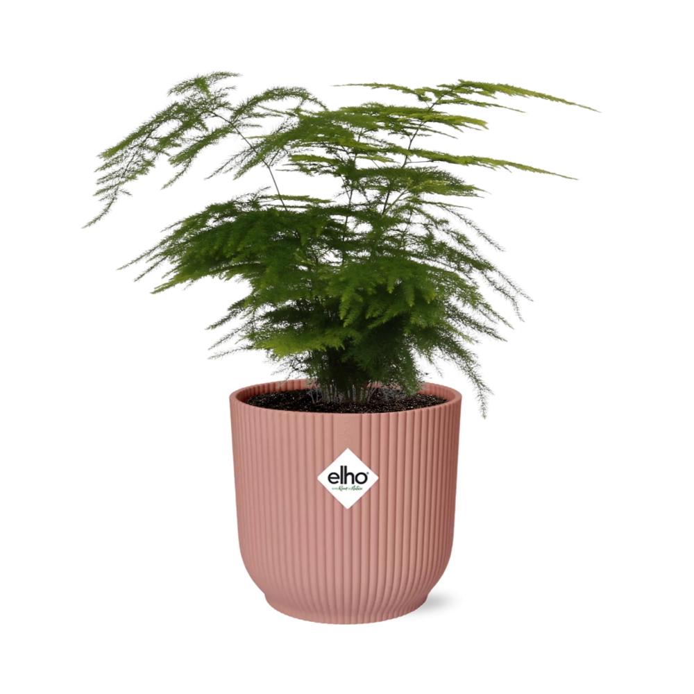 Asparagus Setaceus 'Plumosus' en ELHO Vibes Fold 14cm rose