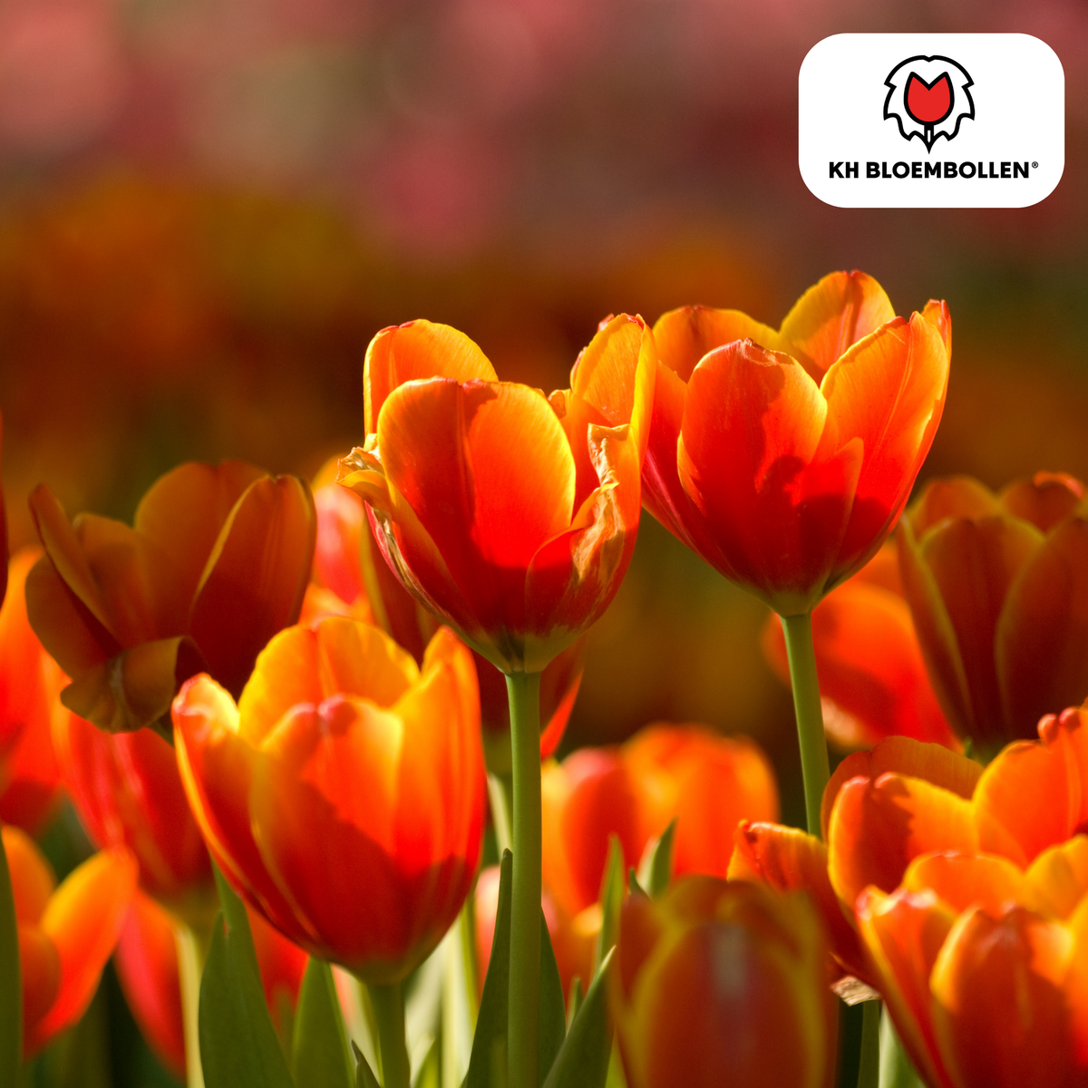 Dafeng tulpanlökar – 20 stycken | KH Bloembollen® | Orange tulpan – Storblommig & elegant – För trädgård eller kruka – Storlek 11/12 – Färska från odlaren!