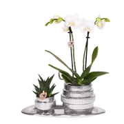 Kolibri Orchids | Gift Set Allure Shiny Zilver - Witte Phalaenopsis Orchidee Mineral Amabilis & Succulent