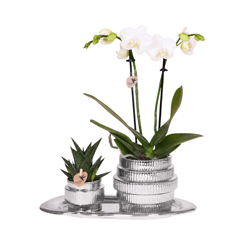 Kolibri Orchids | Gift Set Allure Shiny Zilver - Witte Phalaenopsis Orchidee Mineral Amabilis & Succulent