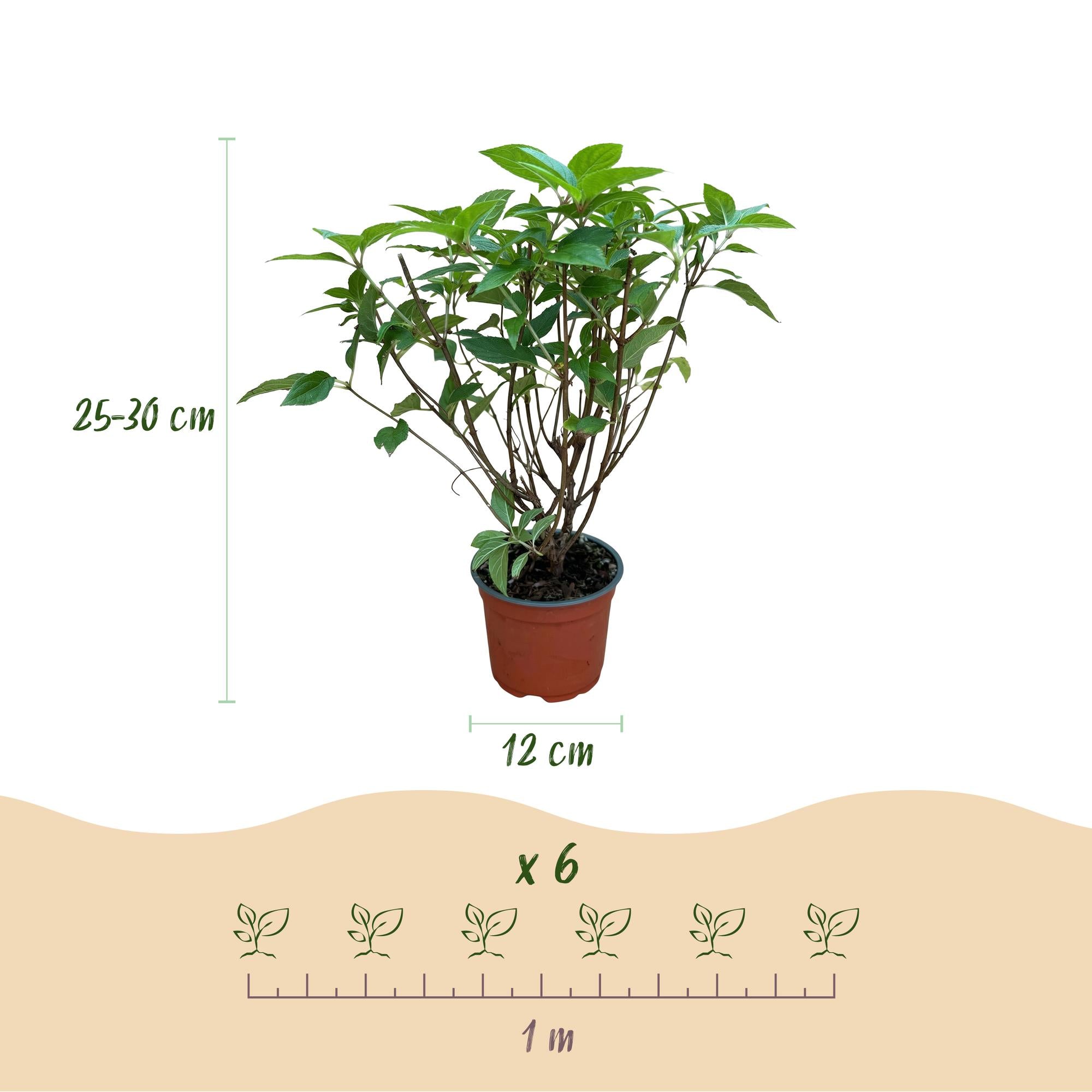 Hydrangea panniculata Limelight - Pluimhortensia - Winterhard - Lime Groen - 1 Plant - Pot 12cm - Hoogte Hoogte 20-30cm