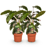Calathea Rufibarba - Pot 17cm - Hoogte 55-60cm 2x