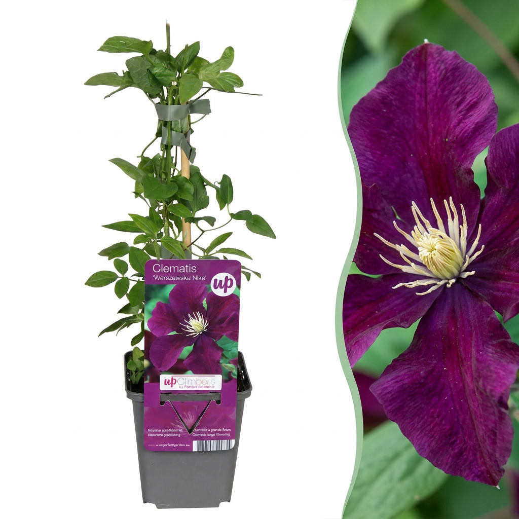 Clematis Warszawska Nike - Bosrank 4x - Rood - Klimplant - Ø9cm - ↕35cm