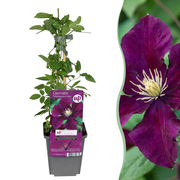 Clematis Warszawska Nike - Bosrank 4x - Rood - Klimplant - Ø9cm - ↕35cm