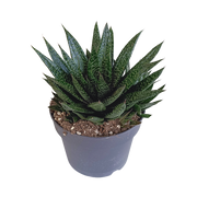 Gasteria 'd Due 17cm