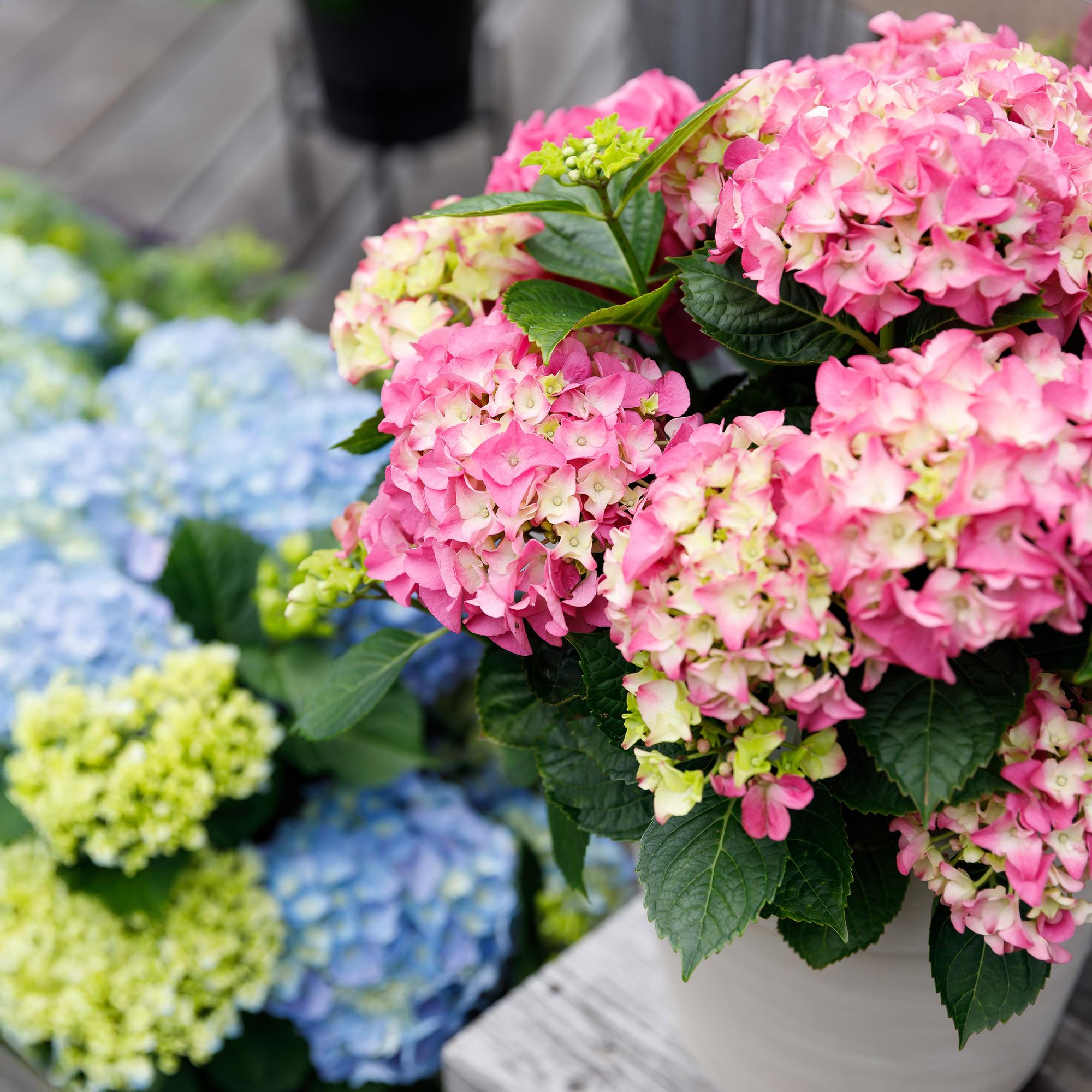 Hortensia - Hydrangea Forever & Ever - Roze - 7-12 Bloemen - 2 Planten - Pot 23cm Hoogte 55cm