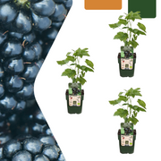 3 plants de mûrier bio - Ø 13 cm - ↨ 20 cm